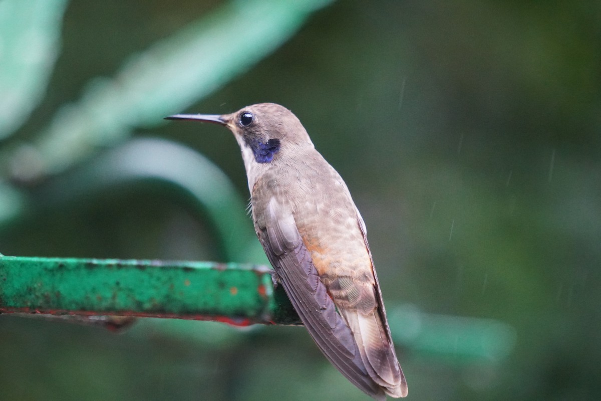 Brown Violetear - ML188704621