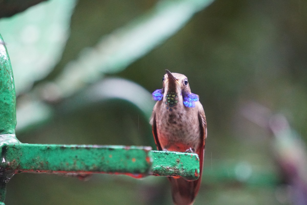 Brown Violetear - ML188704631