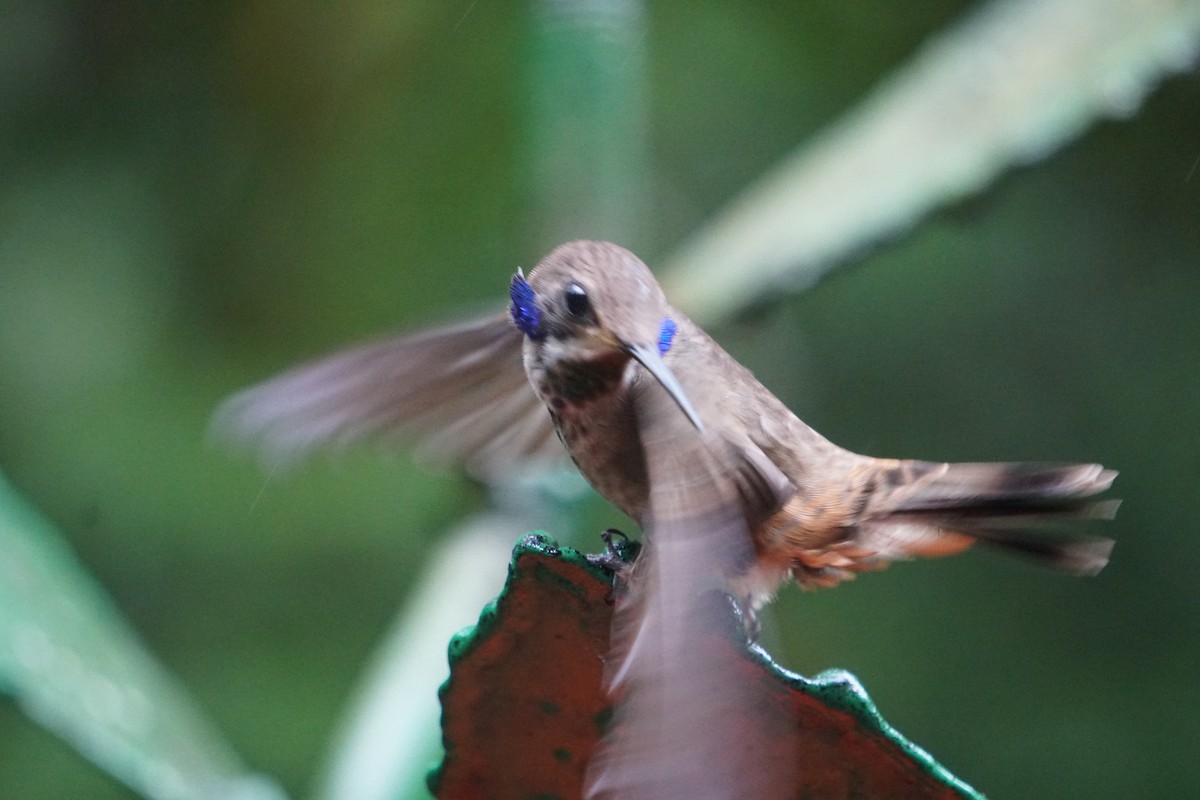 Braun-Veilchenohrkolibri - ML188704671