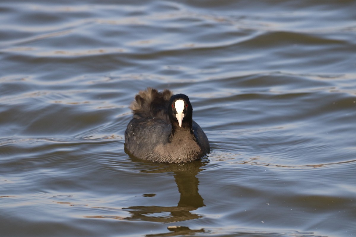 Eurasian Coot - ML188706221