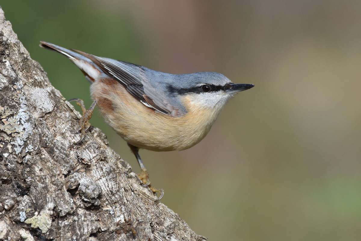 Eurasian Nuthatch - Santiago Caballero Carrera