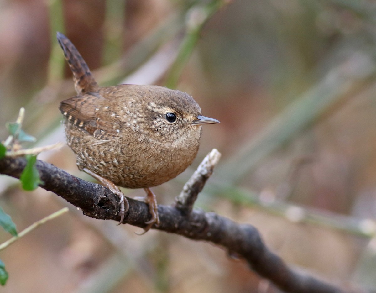 Winter Wren - ML188709181