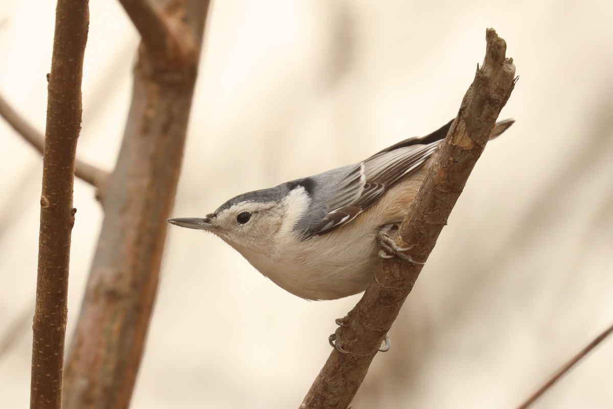 White-breasted Nuthatch - ML188710571