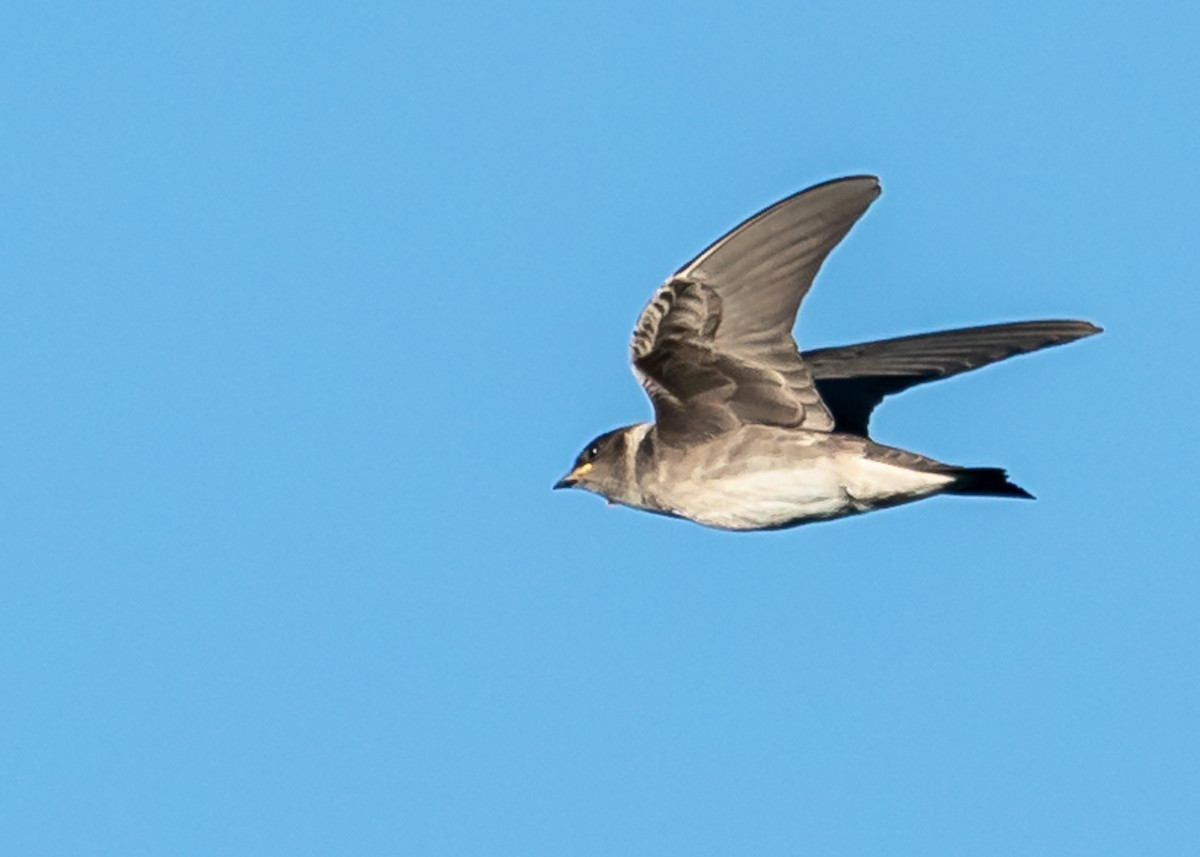 Purple Martin - Paul LaFrance