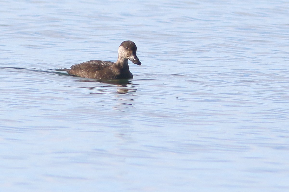 Black Scoter - ML188712301