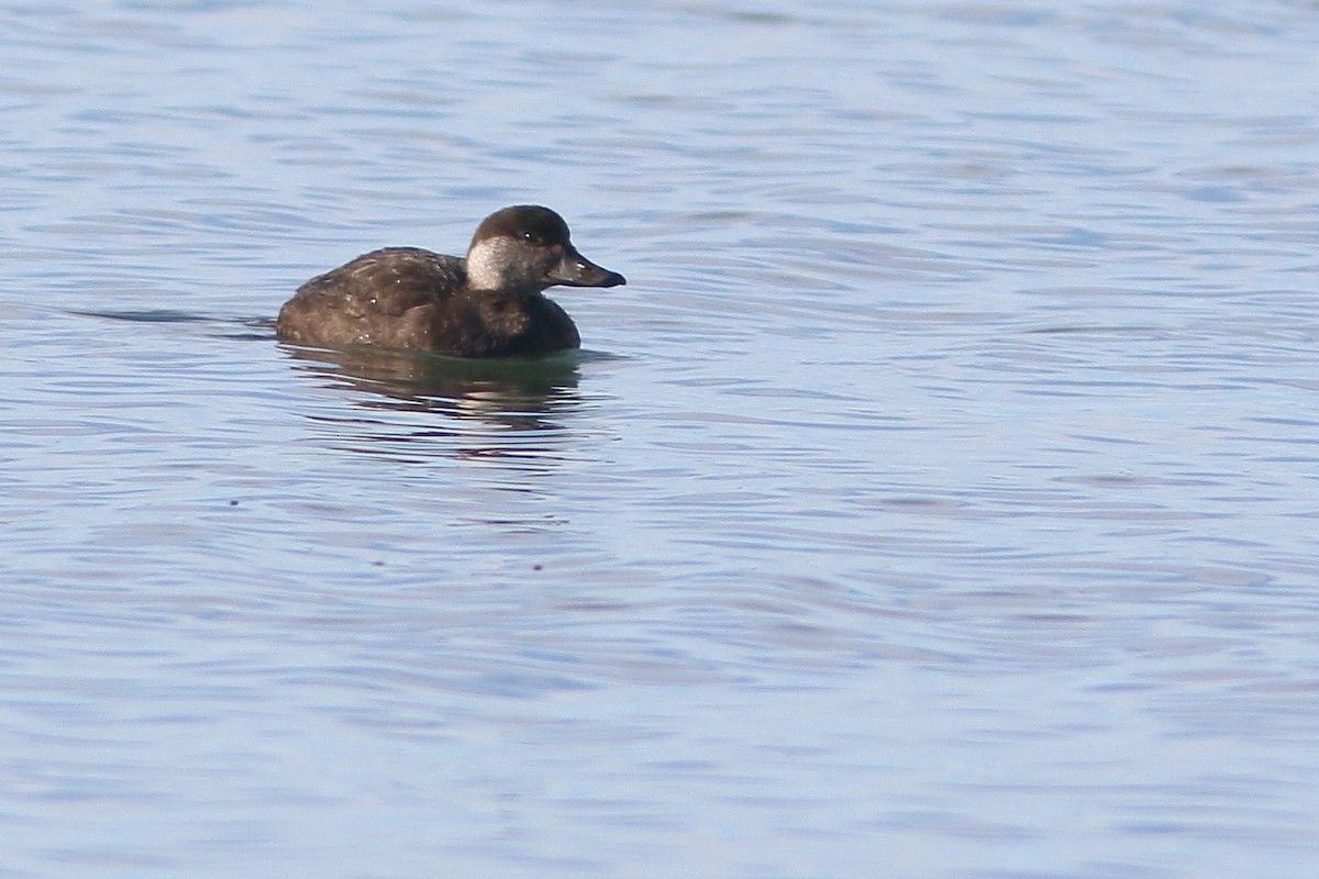 Black Scoter - ML188712321