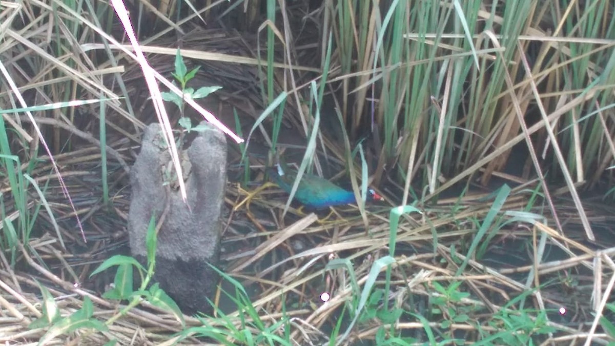 アメリカムラサキバン - ML188714111