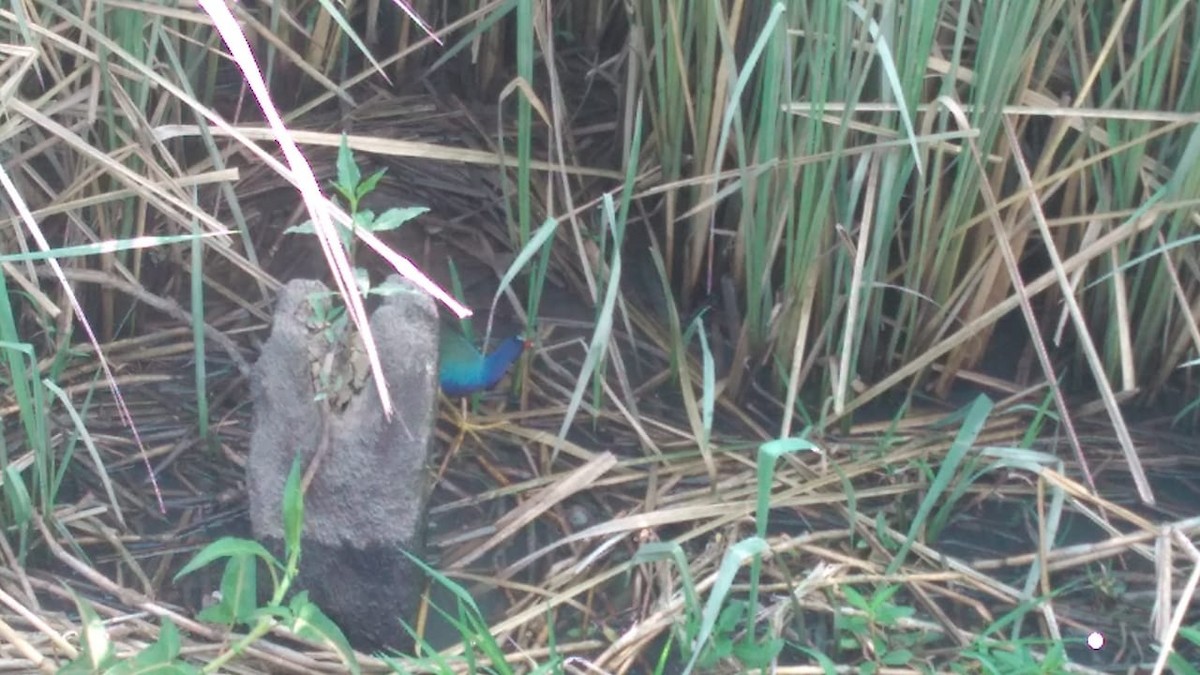 アメリカムラサキバン - ML188714141