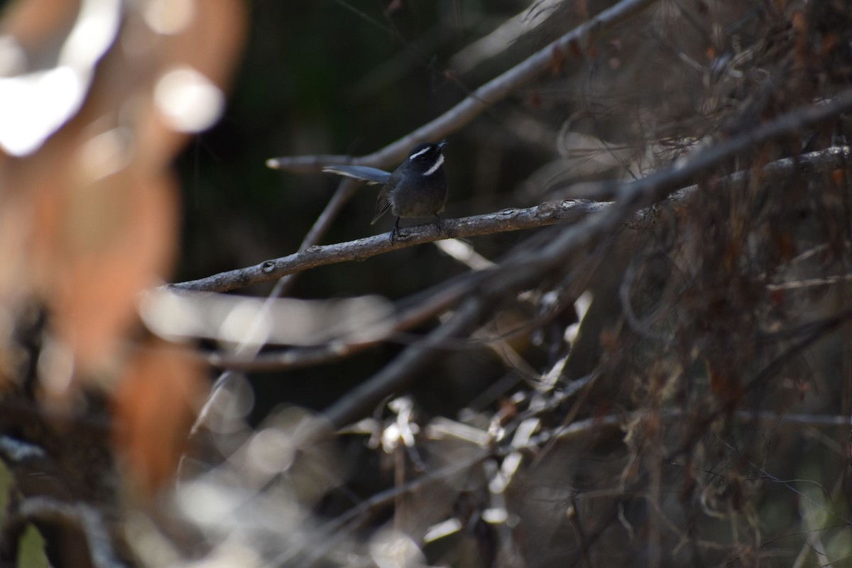 White-throated Fantail - ML188716461