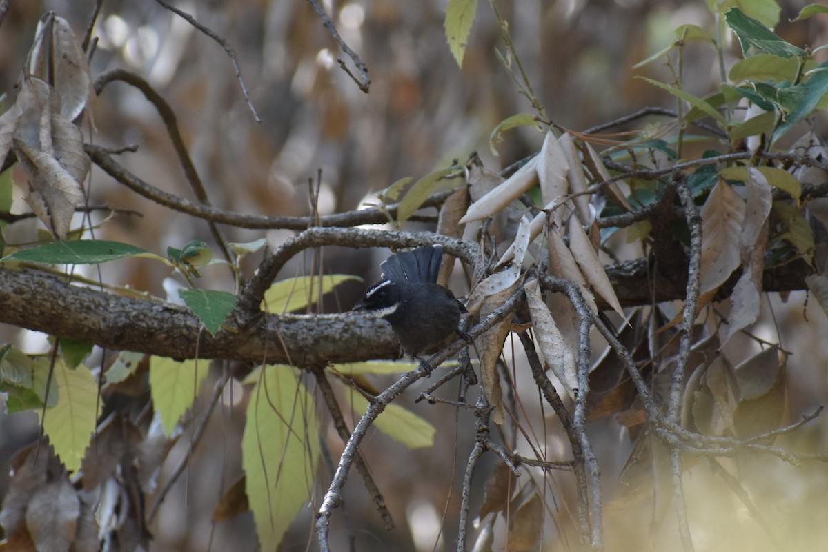 White-throated Fantail - ML188716481