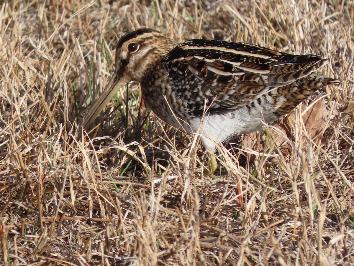 Wilson's Snipe - Richard Kaskan