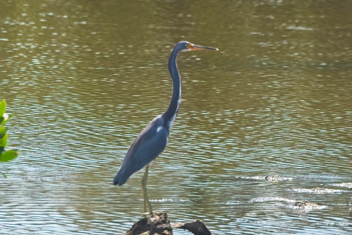 Tricolored Heron - Duncan Mullis