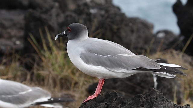 Swallow-tailed Gull - ML188719541