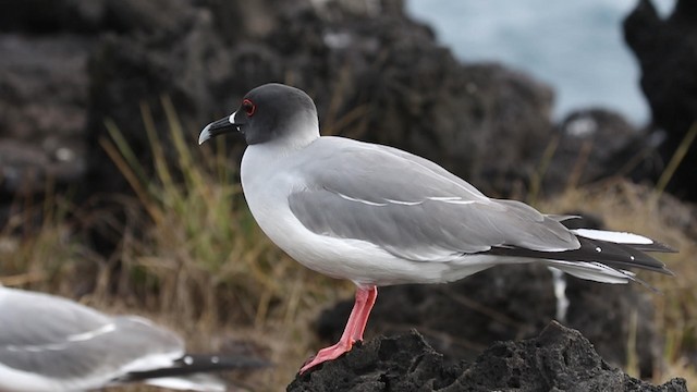 Mouette à queue fourchue - ML188719541