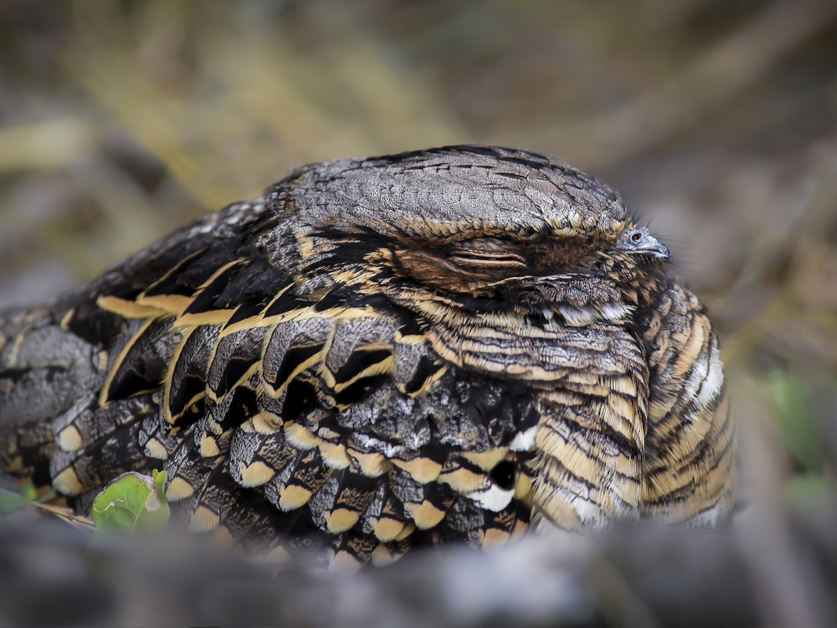 アポロヤママユ、アフリカオオイボタガ　セット 国産 オオクワガタ（Lサイズ）成虫 大型ペア+産卵飼育セット