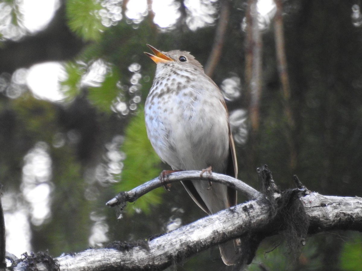 Hermit Thrush - ML188725951