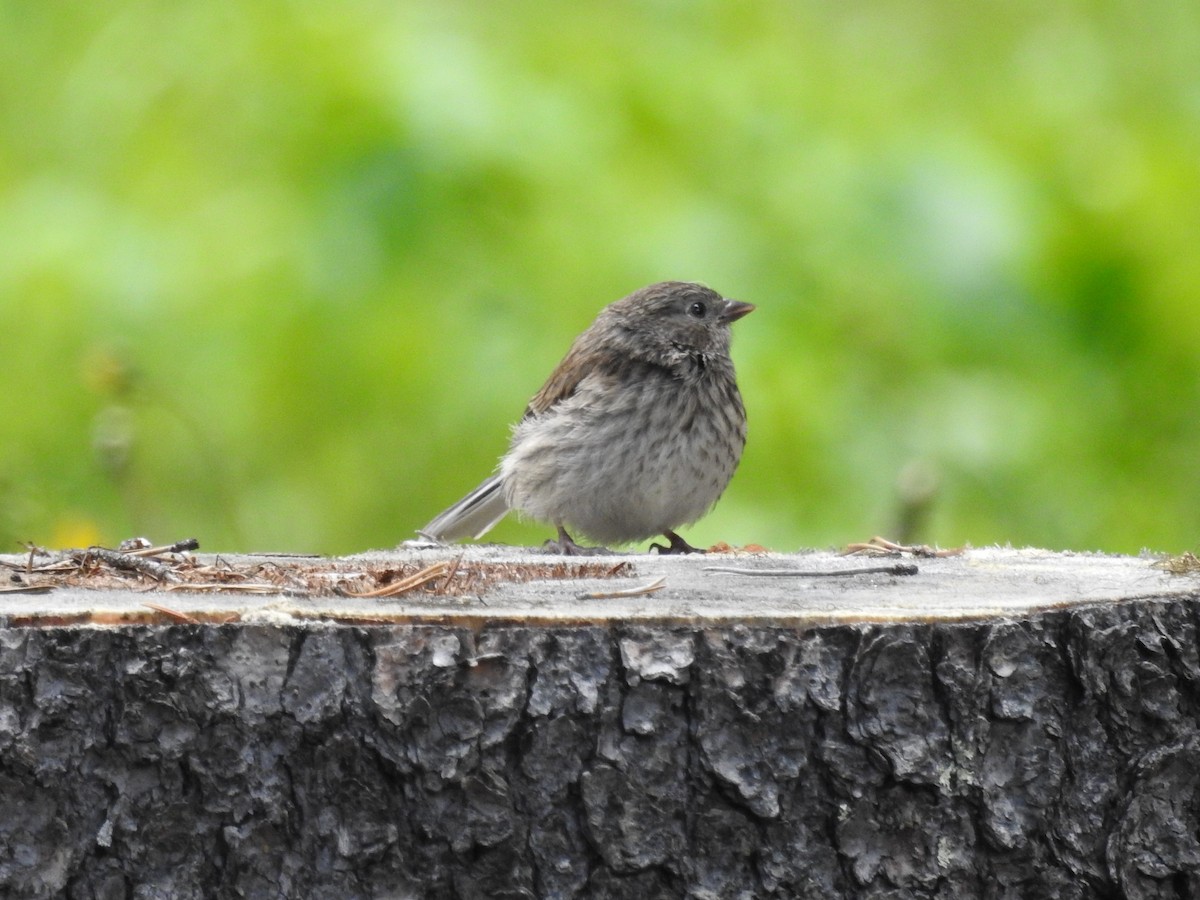 Dark-eyed Junco - ML188726041