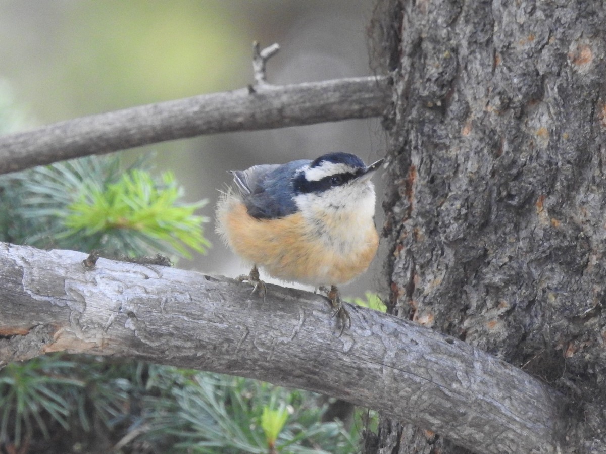 Red-breasted Nuthatch - ML188726081