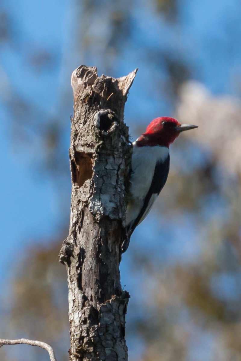 Red-headed Woodpecker - Hope Huntington