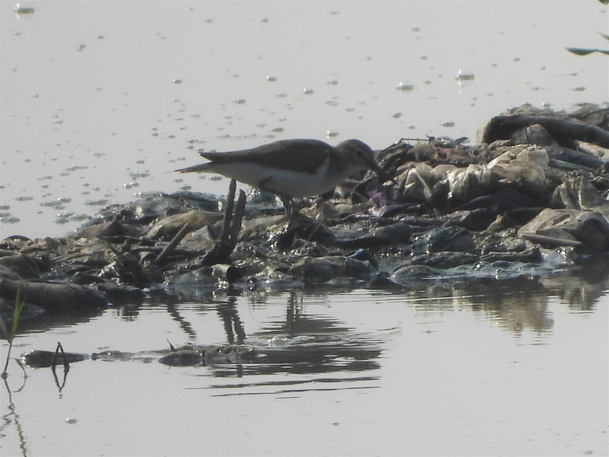 Common Sandpiper - Sreekumar Chirukandoth