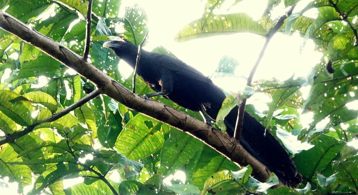 Greater Black Coucal - ML188729731