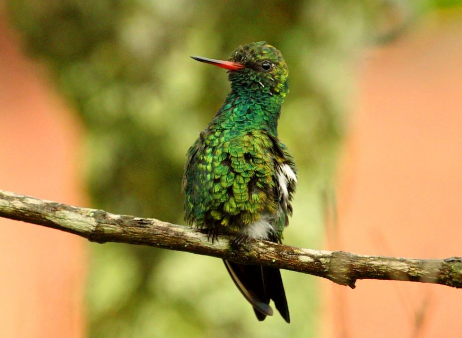 Glittering-bellied Emerald - Ricardo Mitidieri