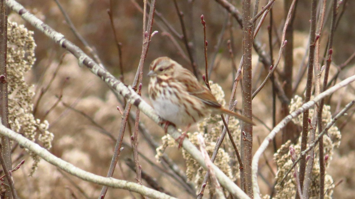 Song Sparrow - ML188730261