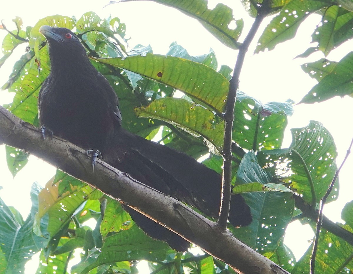 Greater Black Coucal - Deanna MacPhail