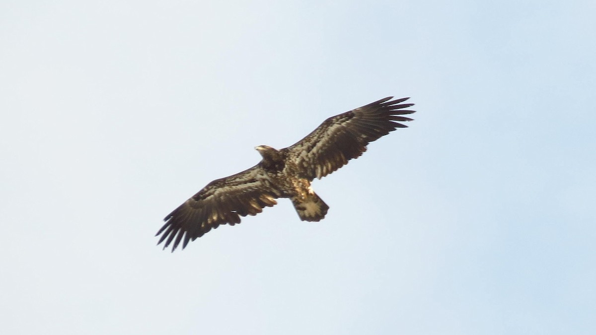 Bald Eagle - ML188730411
