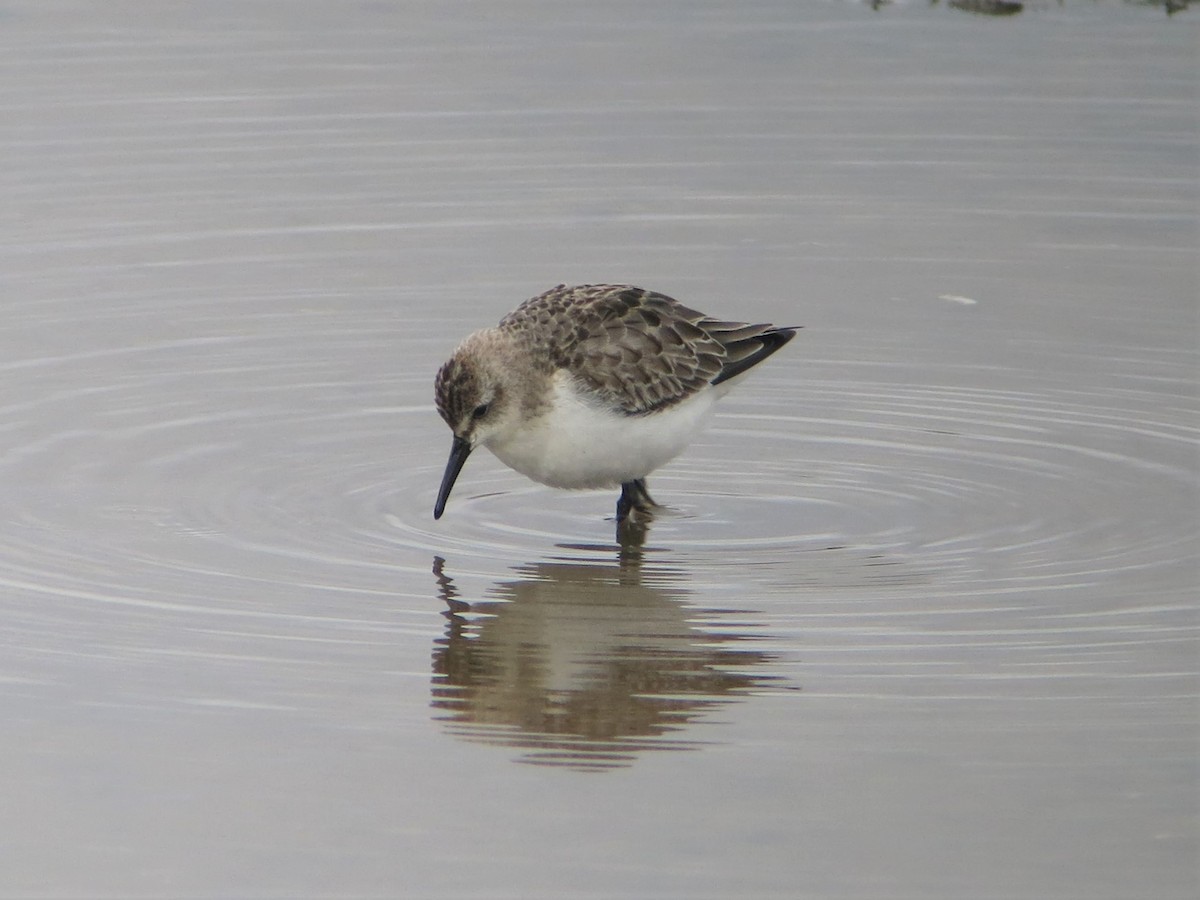 Semipalmated Sandpiper - ML188731701