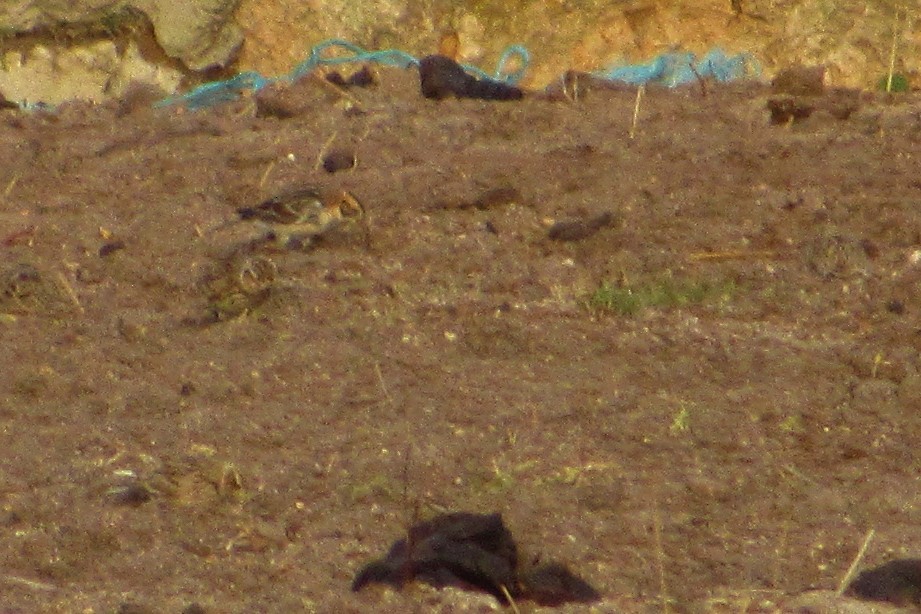 Lapland Longspur - ML188732761