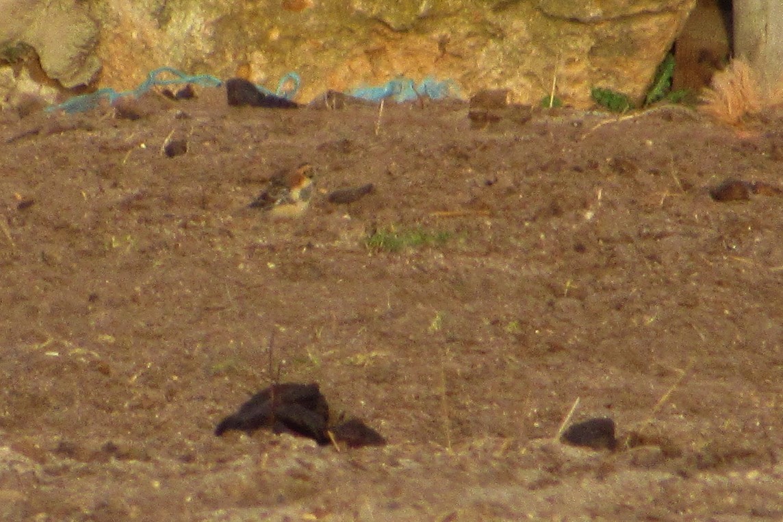 Lapland Longspur - ML188732771