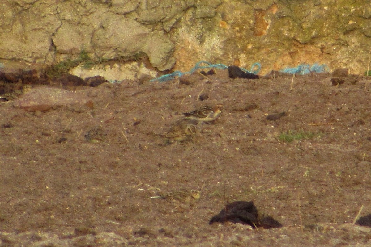 Lapland Longspur - ML188732781