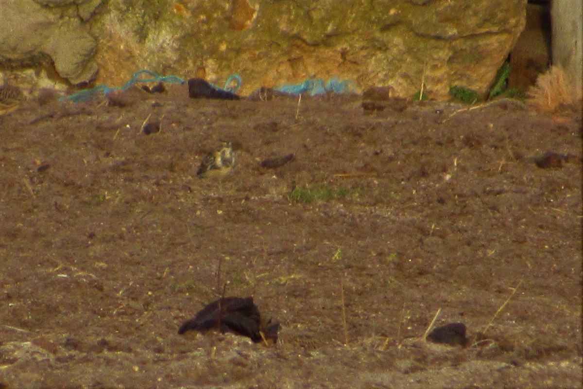 Lapland Longspur - ML188732791