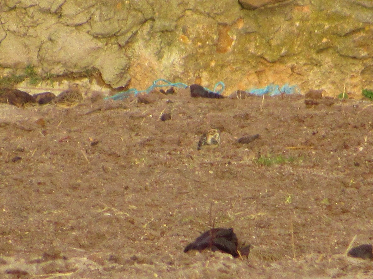Lapland Longspur - ML188732811