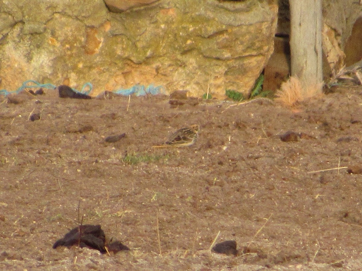 Lapland Longspur - ML188732821