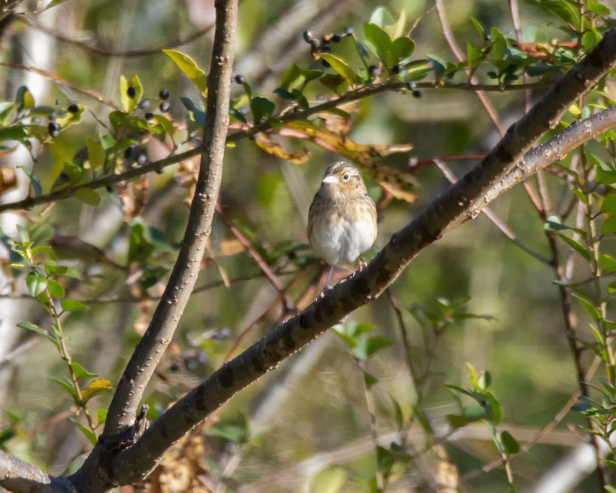 Grasshopper Sparrow - ML188733671