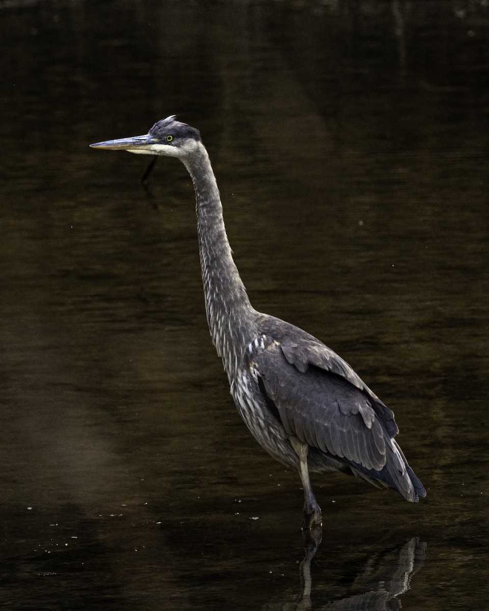 Great Blue Heron - ML188734281