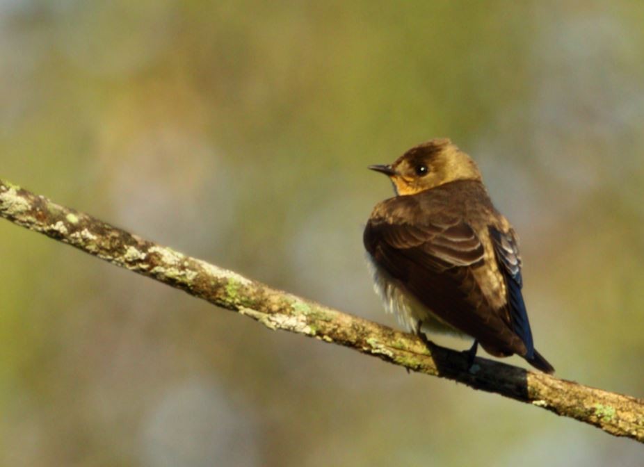 Southern Rough-winged Swallow - ML188734481