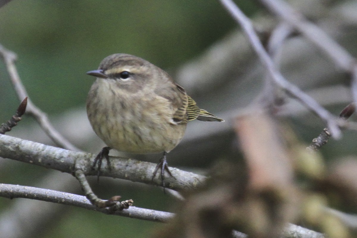 Palm Warbler - ML188739081