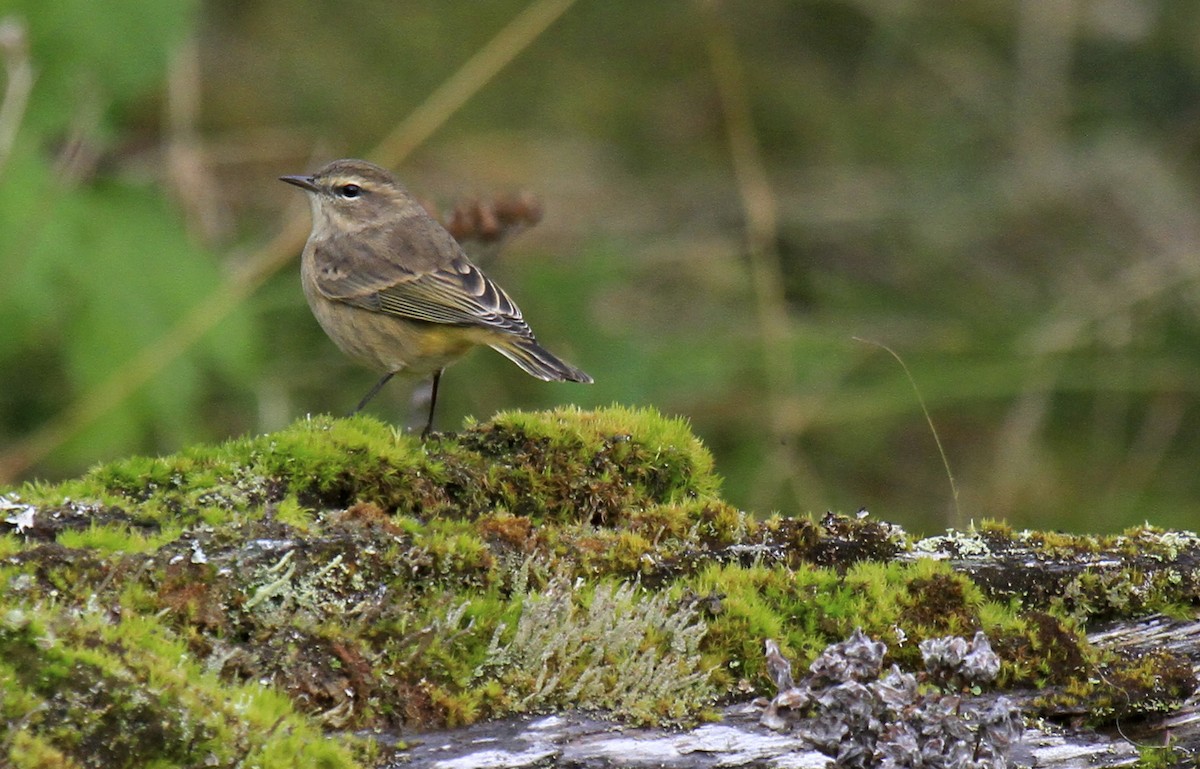 Palm Warbler - ML188739271