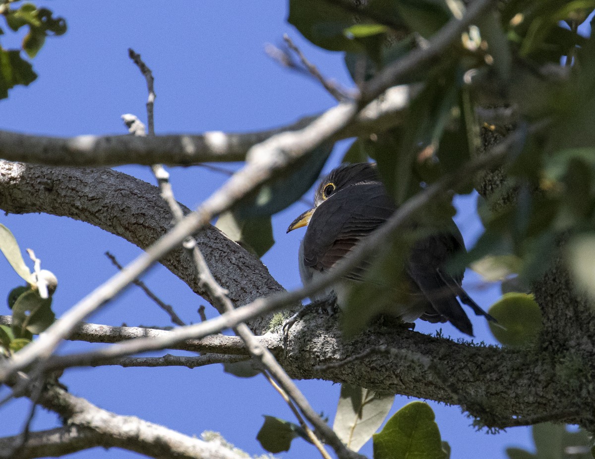 Yellow-billed Cuckoo - ML188740491