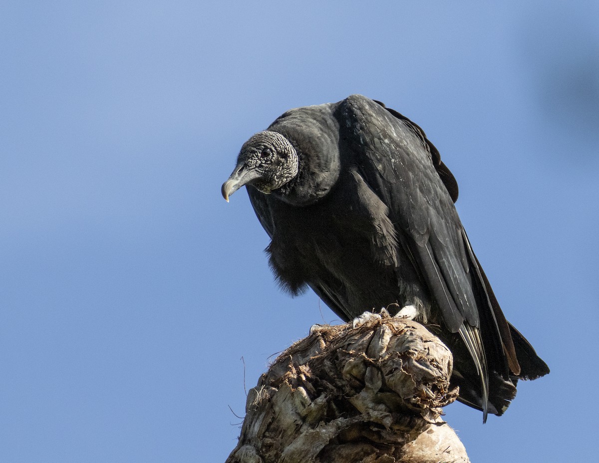 Black Vulture - ML188740851