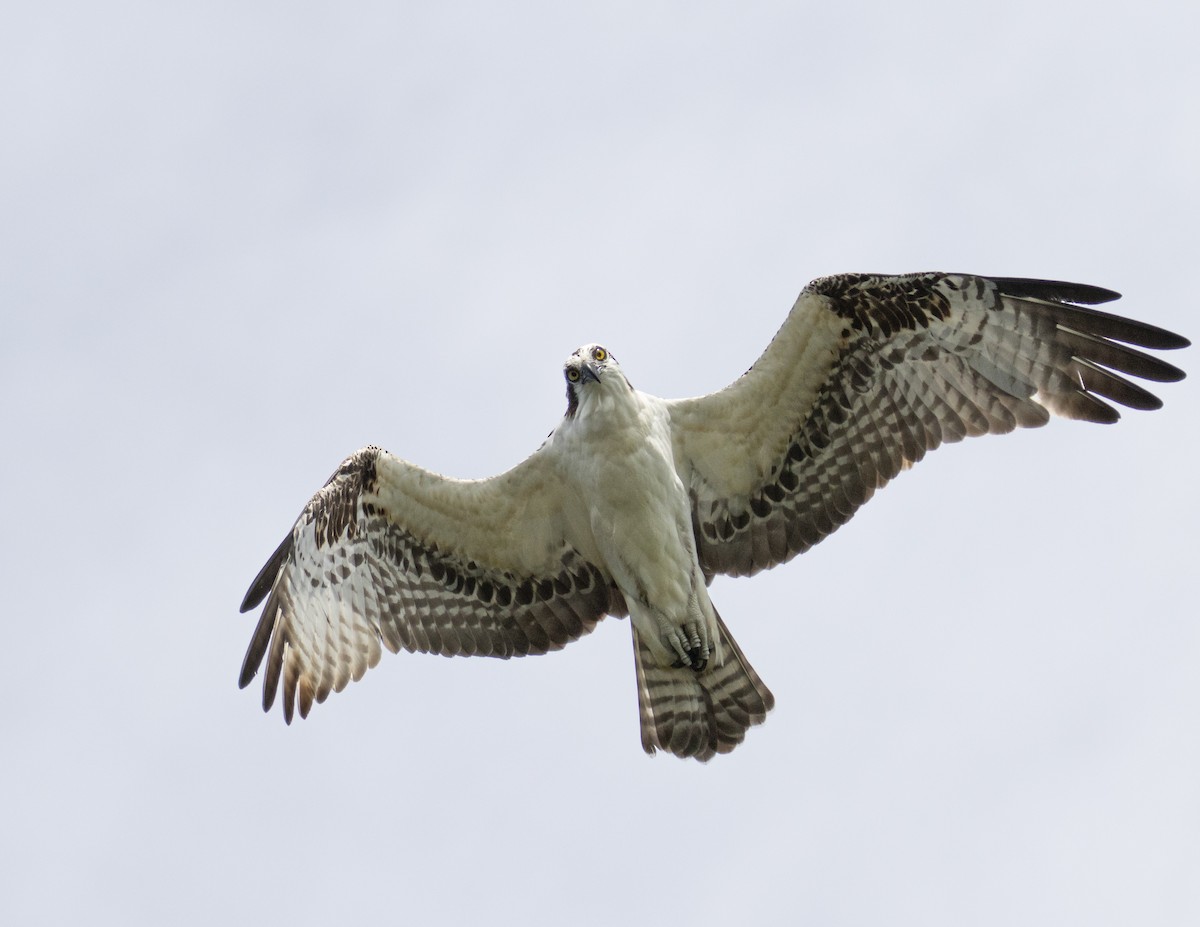 Balbuzard pêcheur - ML188740921