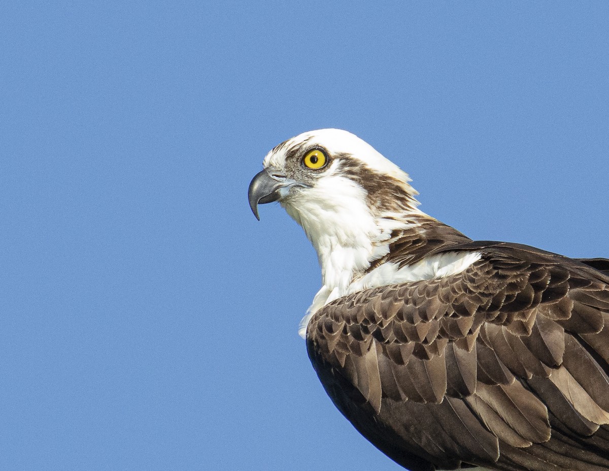 Balbuzard pêcheur - ML188740931