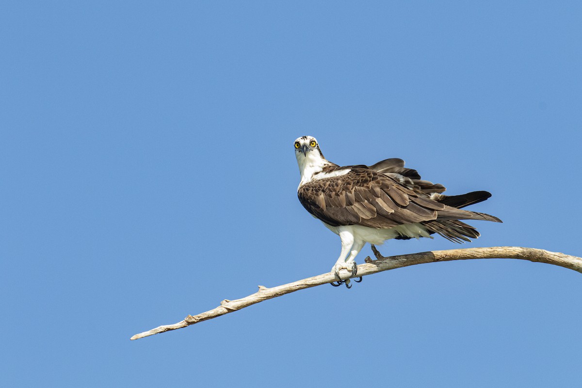 Balbuzard pêcheur - ML188741021