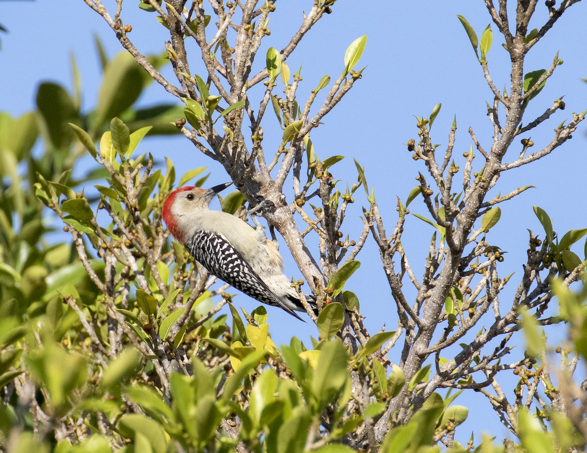 Red-bellied Woodpecker - ML188741091