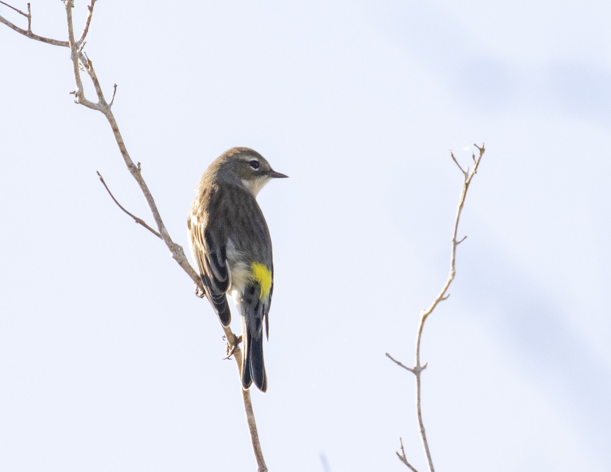 Yellow-rumped Warbler (Myrtle) - ML188741271