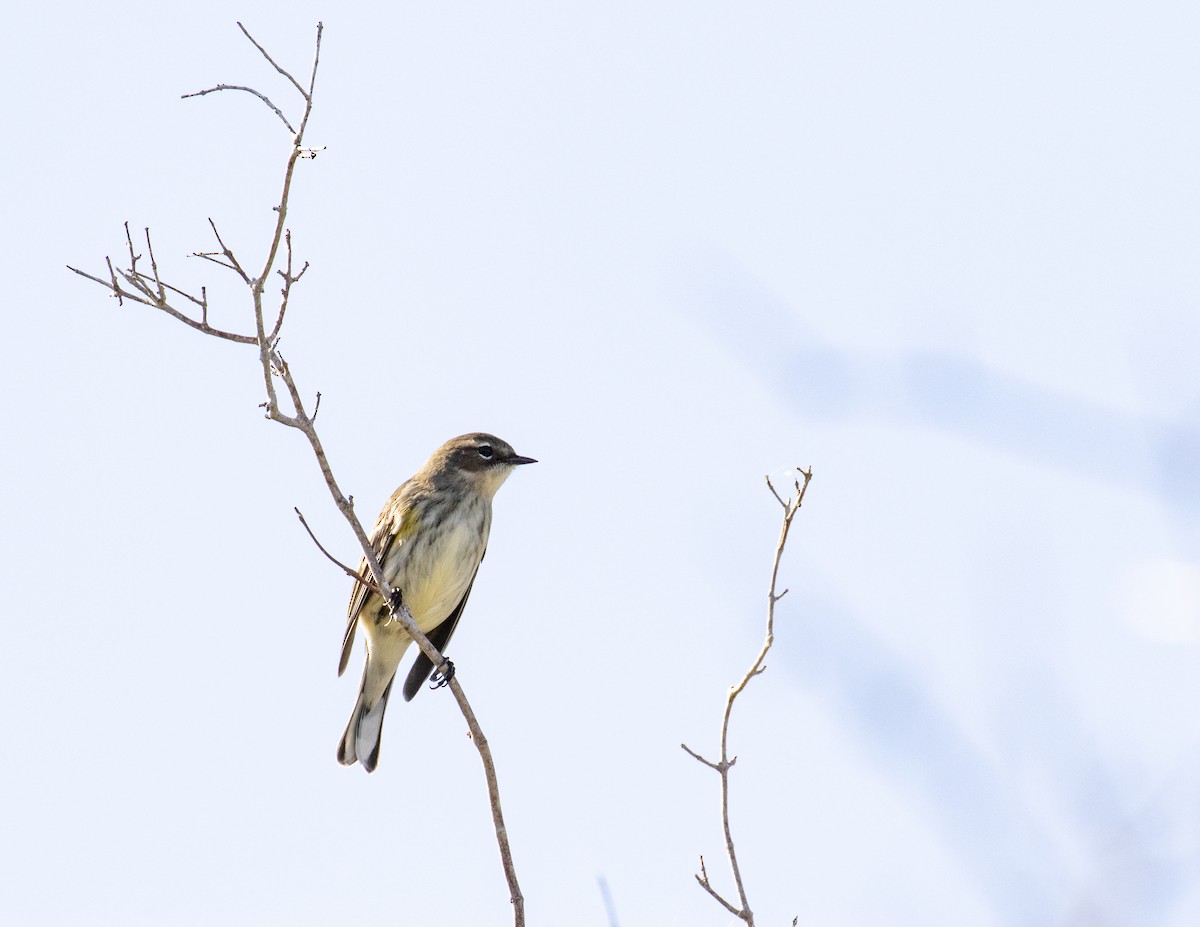 Пісняр-лісовик жовтогузий (підвид coronata) - ML188741311