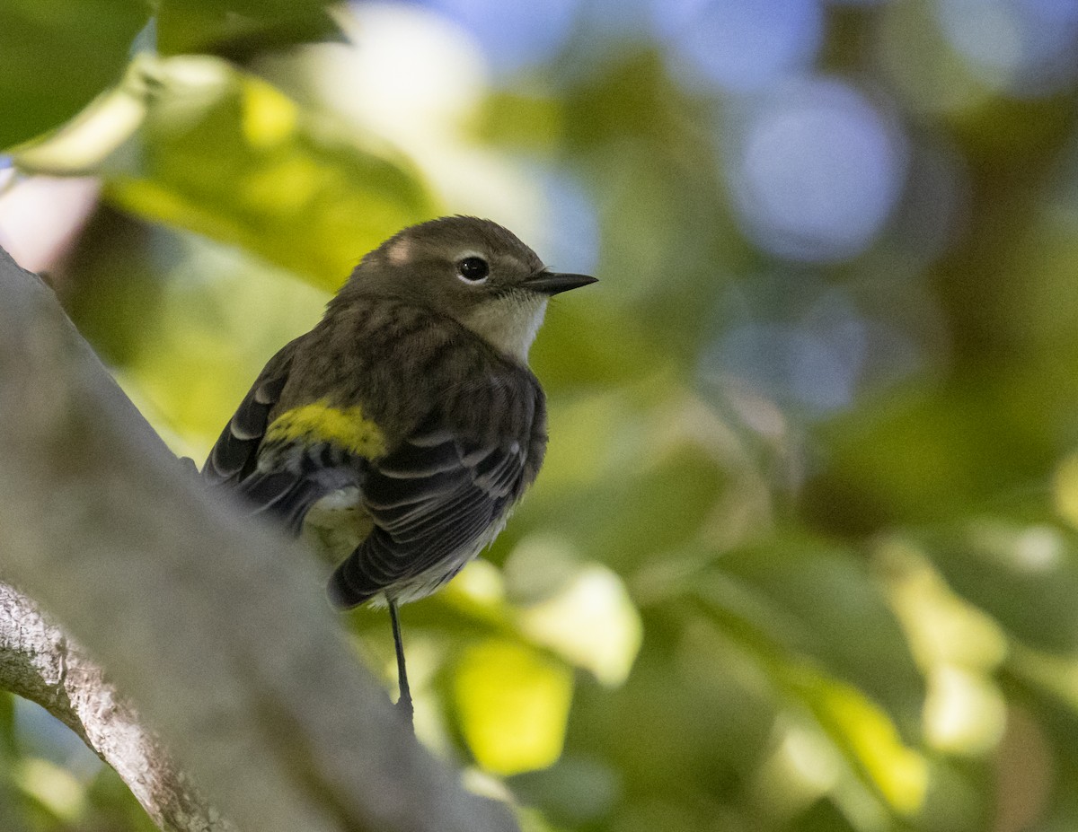 Yellow-rumped Warbler (Myrtle) - ML188741341